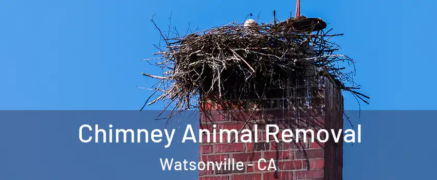 Chimney Animal Removal Watsonville - CA