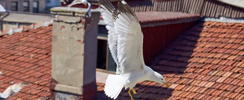 Residential Chimney Animal Removal Solution in Watsonville, CA