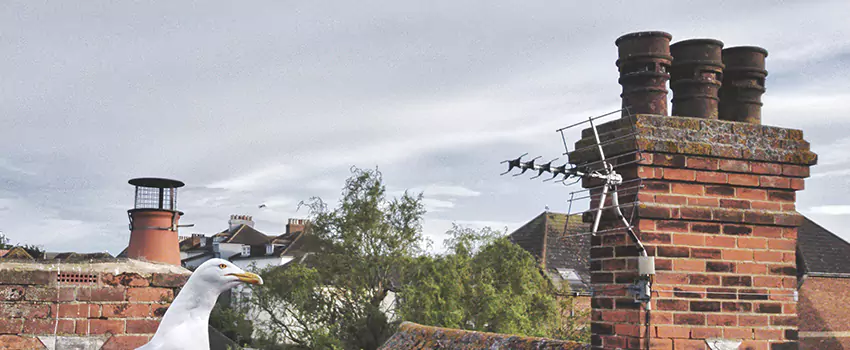 Chimney Cleaning And Restoration in Watsonville, California